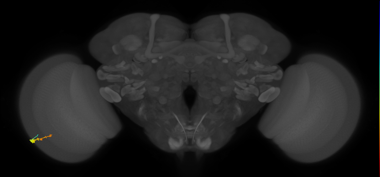 C3_L (MaleCNS:534930)