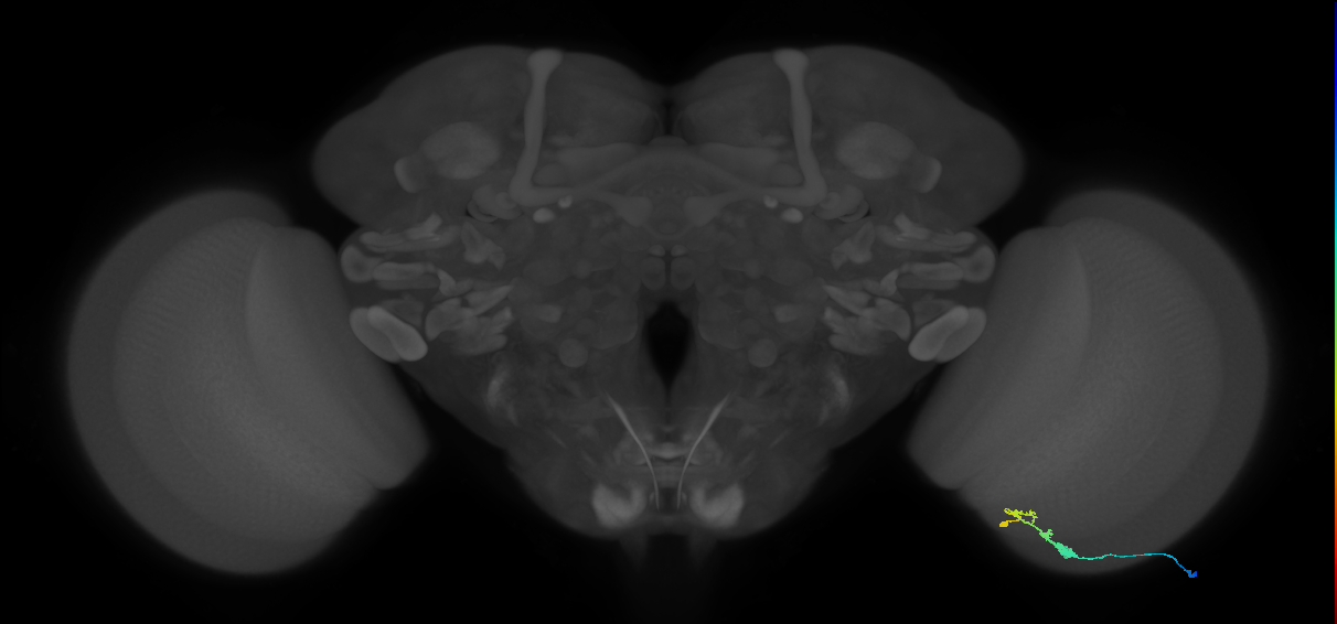 C3_R (MaleCNS:77386)