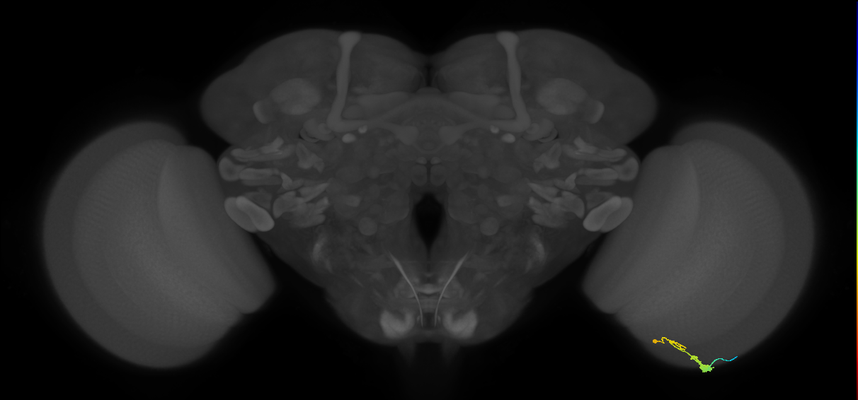 C3_R (MaleCNS:74330)