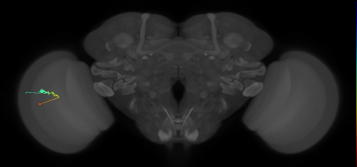 C3_L (MaleCNS:65351)