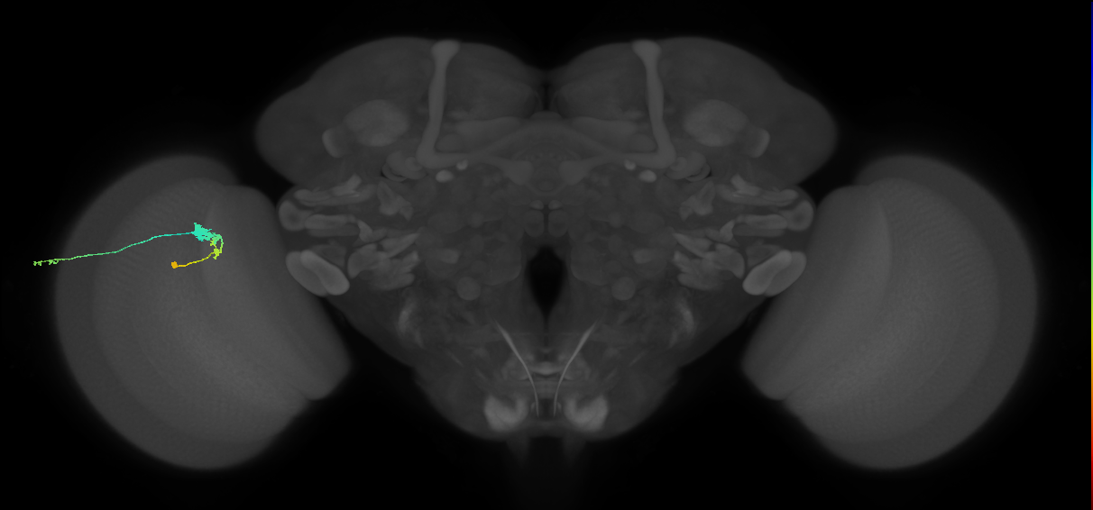 C3_L (MaleCNS:515733)