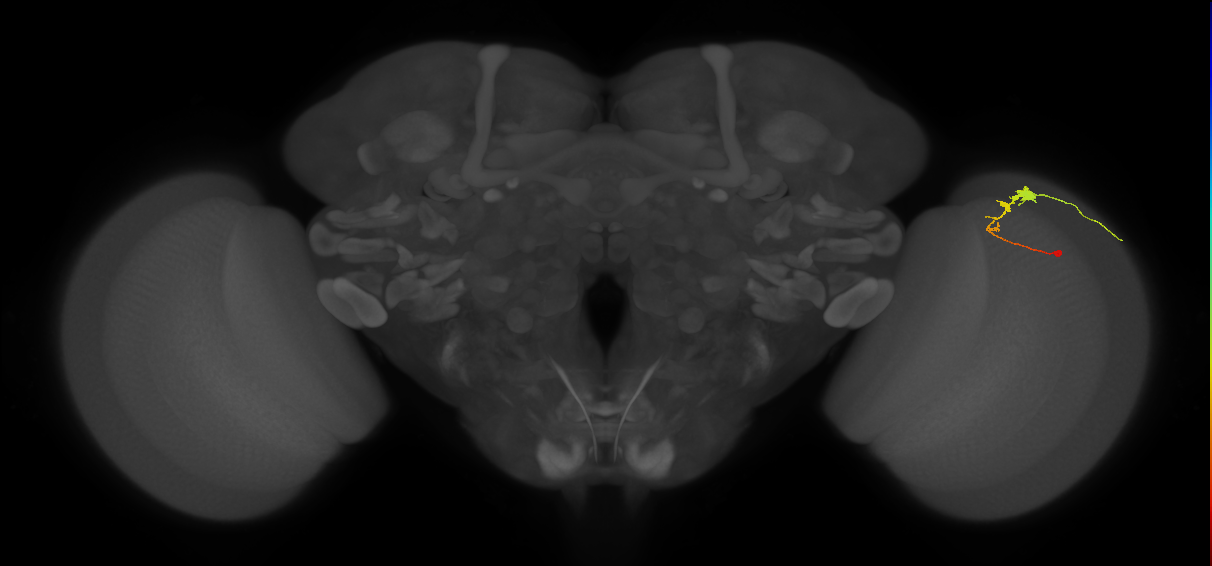 C3_R (MaleCNS:58777)