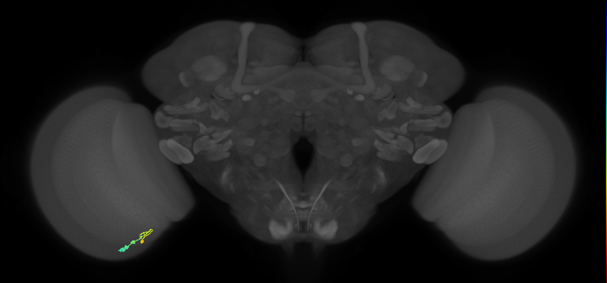 C3_L (MaleCNS:33654)