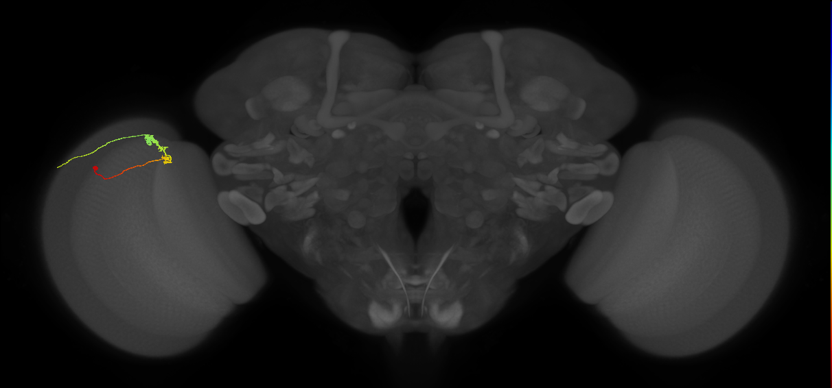 C3_L (MaleCNS:69197)
