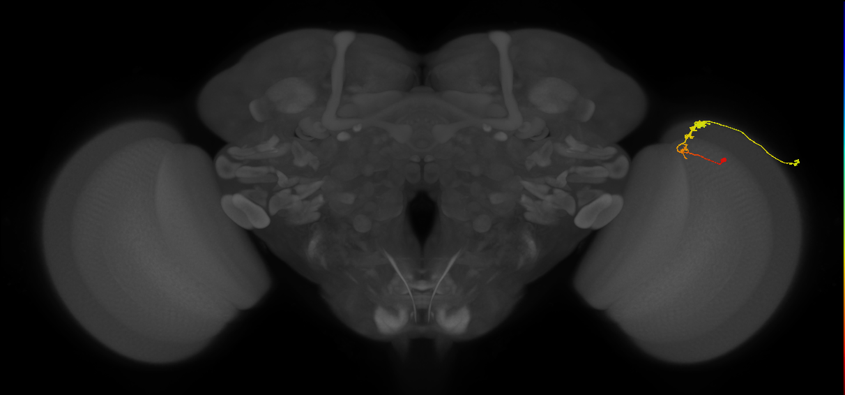 C3_R (MaleCNS:55806)