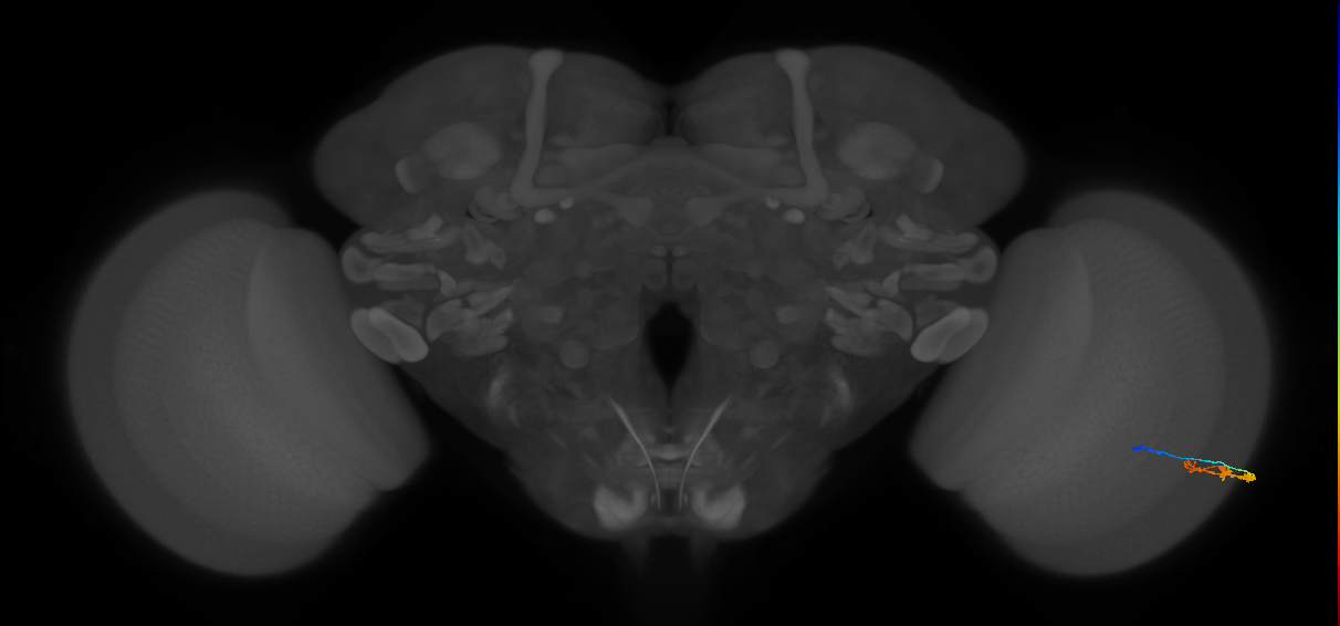 C3_R (MaleCNS:103925)