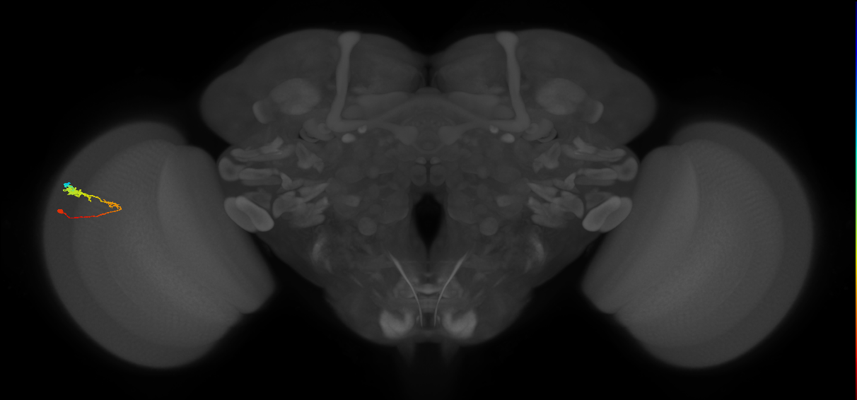 C3_L (MaleCNS:50523)