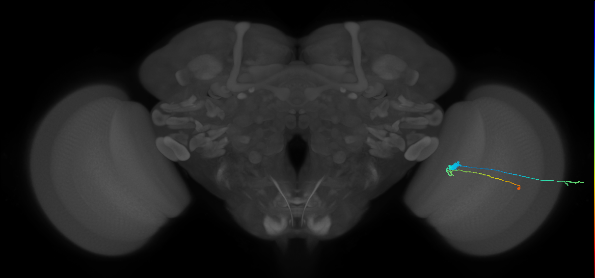 C3_R (MaleCNS:57855)