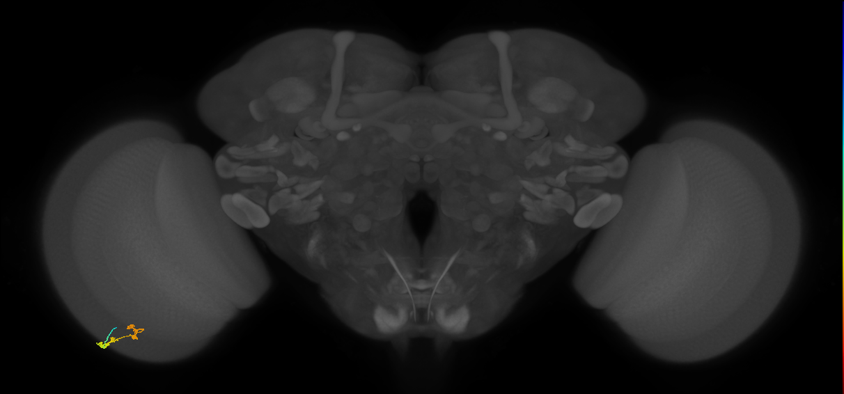C3_L (MaleCNS:105024)