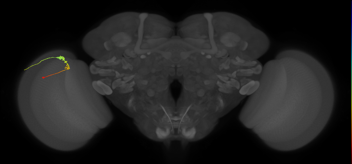 C3_L (MaleCNS:64013)