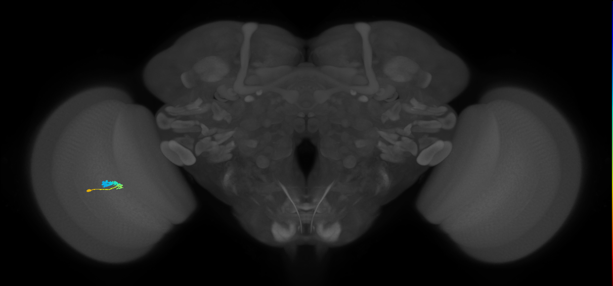 C3_L (MaleCNS:66235)