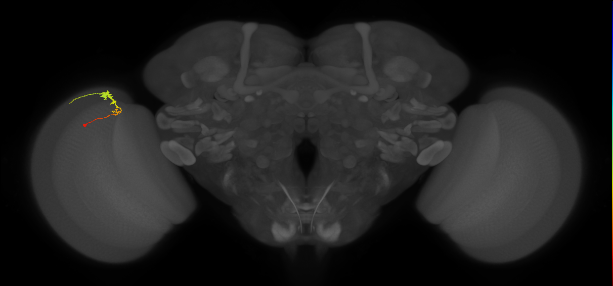 C3_L (MaleCNS:61615)