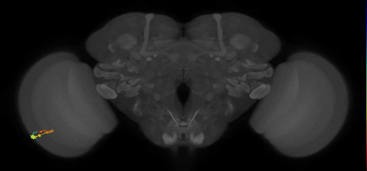 C3_L (MaleCNS:40499)