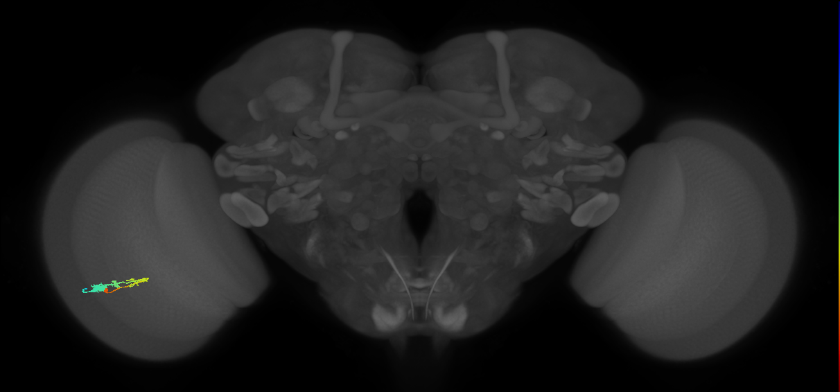 C3_L (MaleCNS:55262)