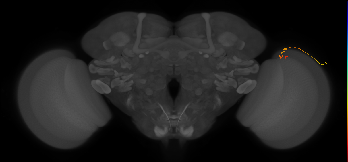 C3_R (MaleCNS:97275)