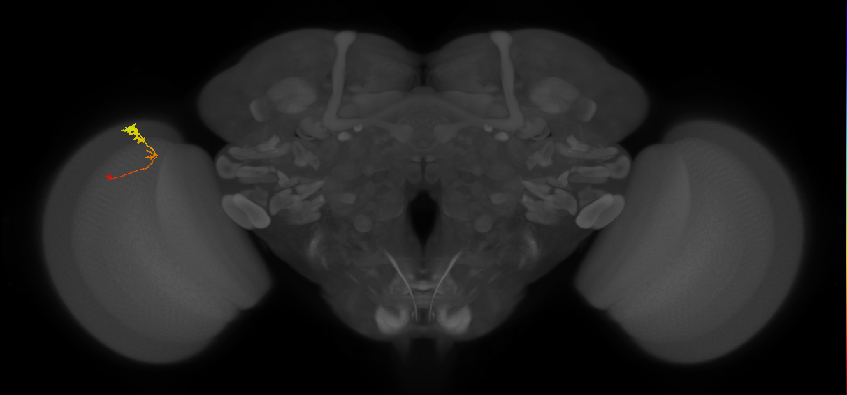 C3_L (MaleCNS:57945)