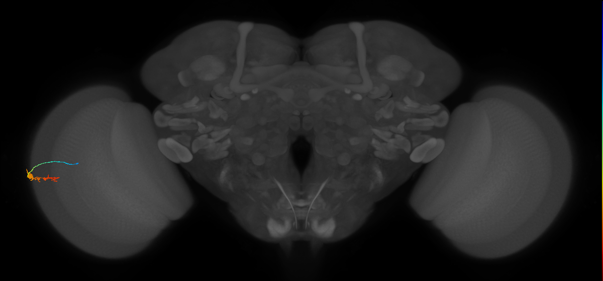 C3_L (MaleCNS:541616)