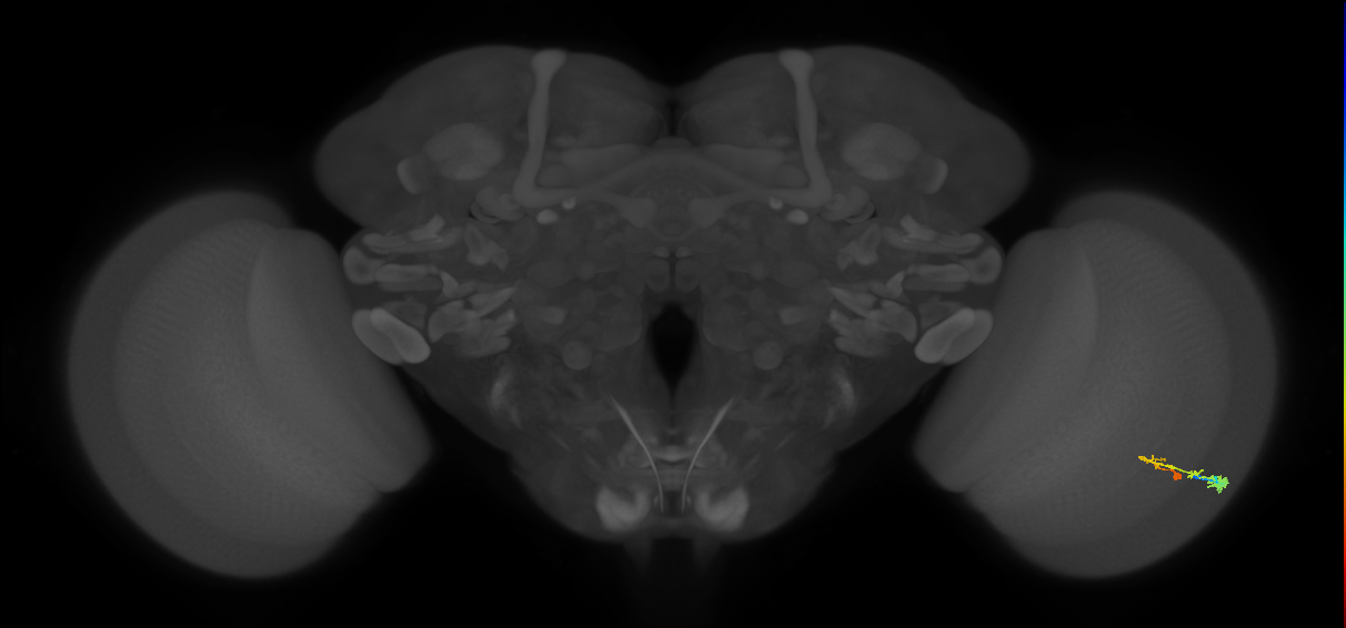 C3_R (MaleCNS:51796)