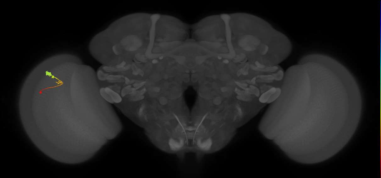C3_L (MaleCNS:67009)