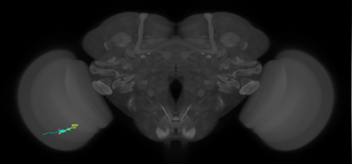 C3_L (MaleCNS:68045)