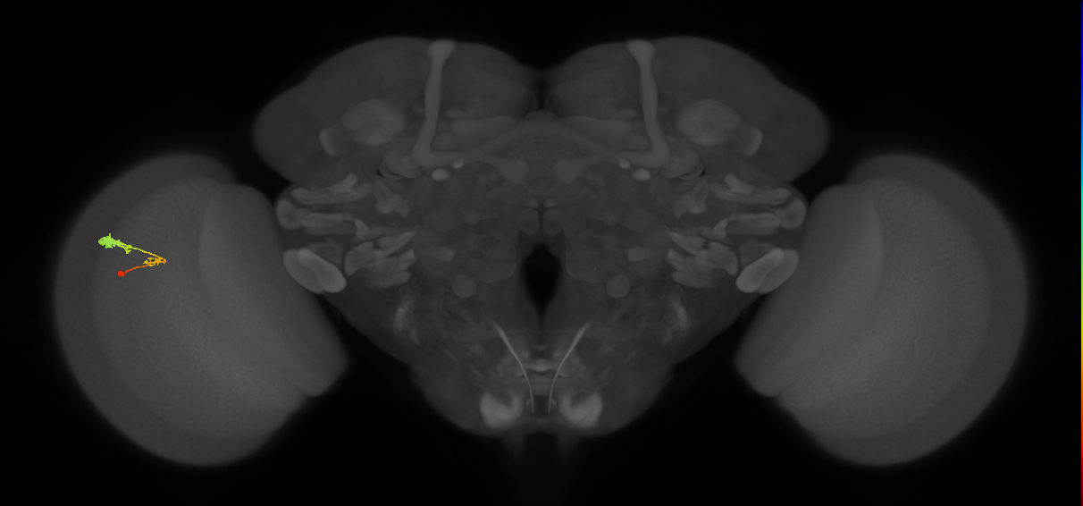 C3_L (MaleCNS:61083)