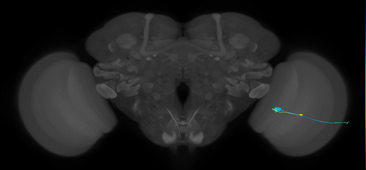 C3_R (MaleCNS:75296)