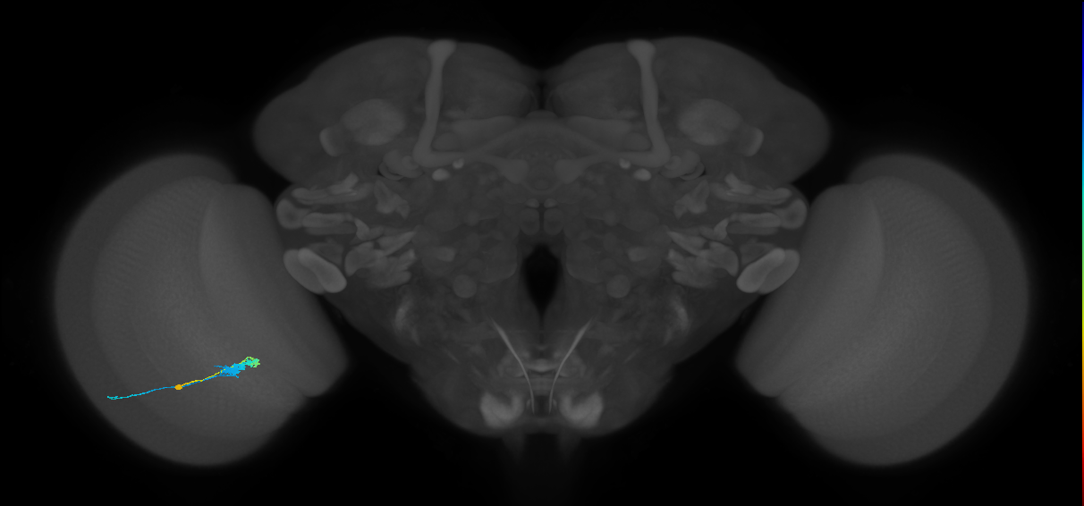 C3_L (MaleCNS:65989)