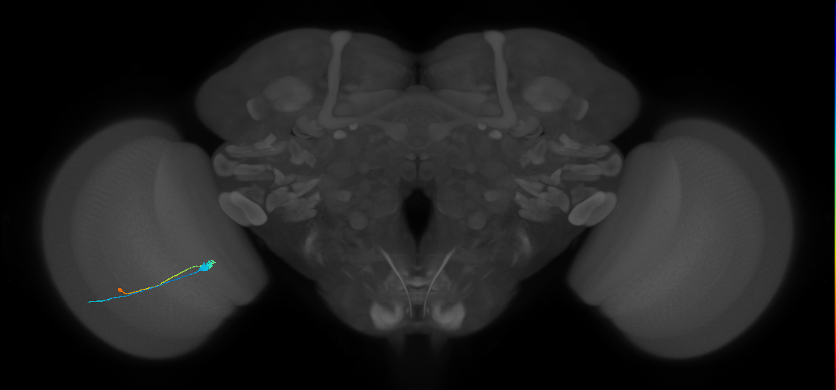 C3_L (MaleCNS:69203)