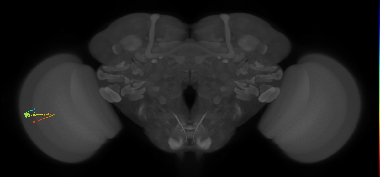 C3_L (MaleCNS:549388)