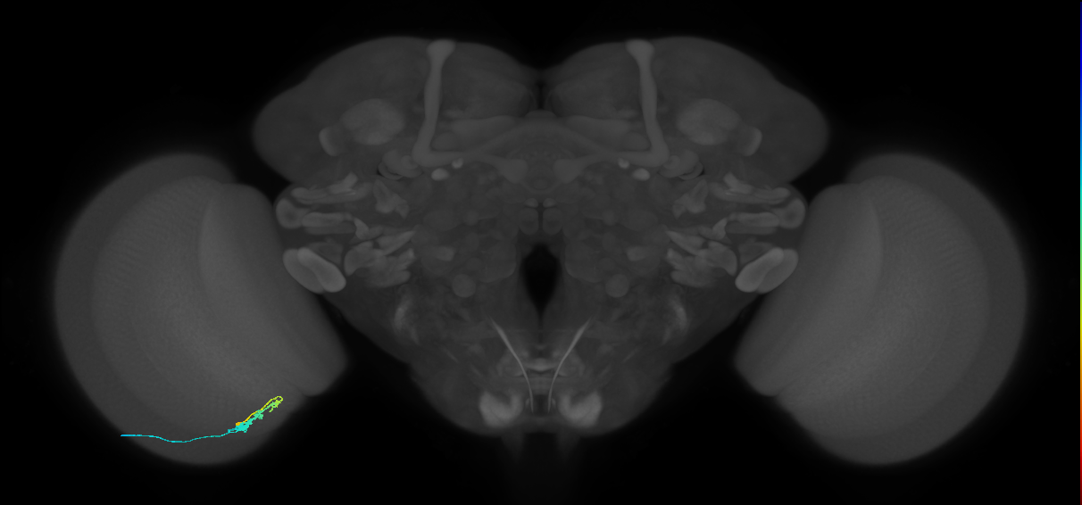 C3_L (MaleCNS:315045)
