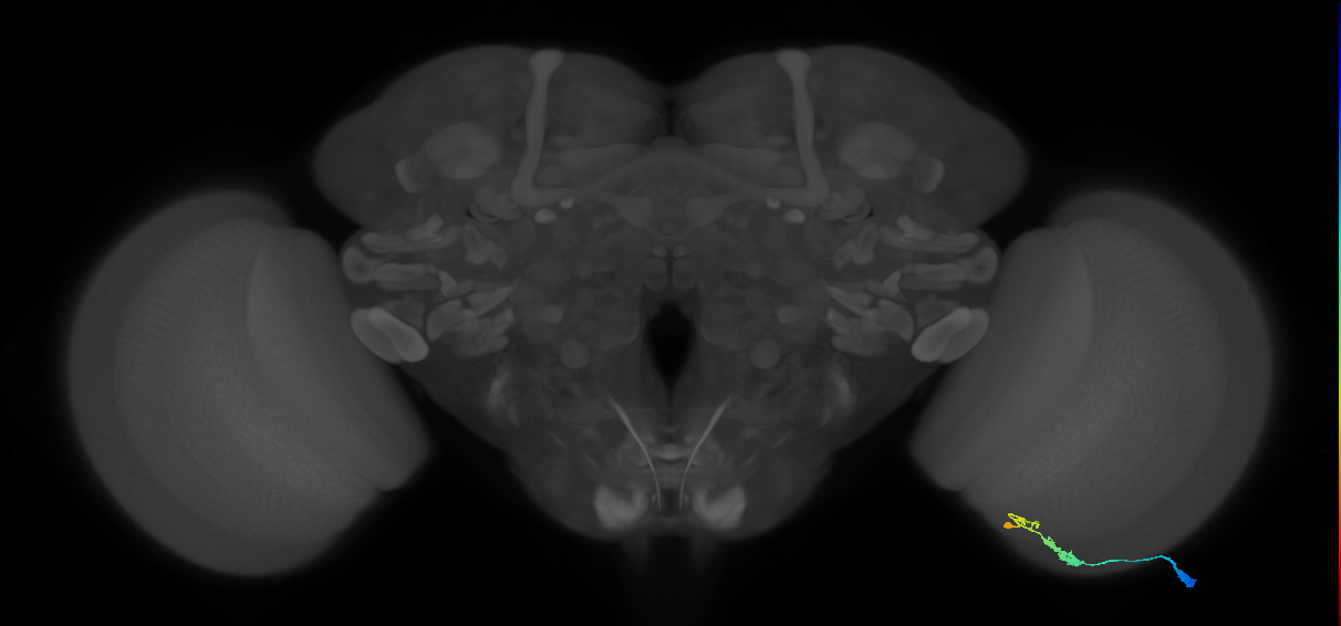 C3_R (MaleCNS:45437)