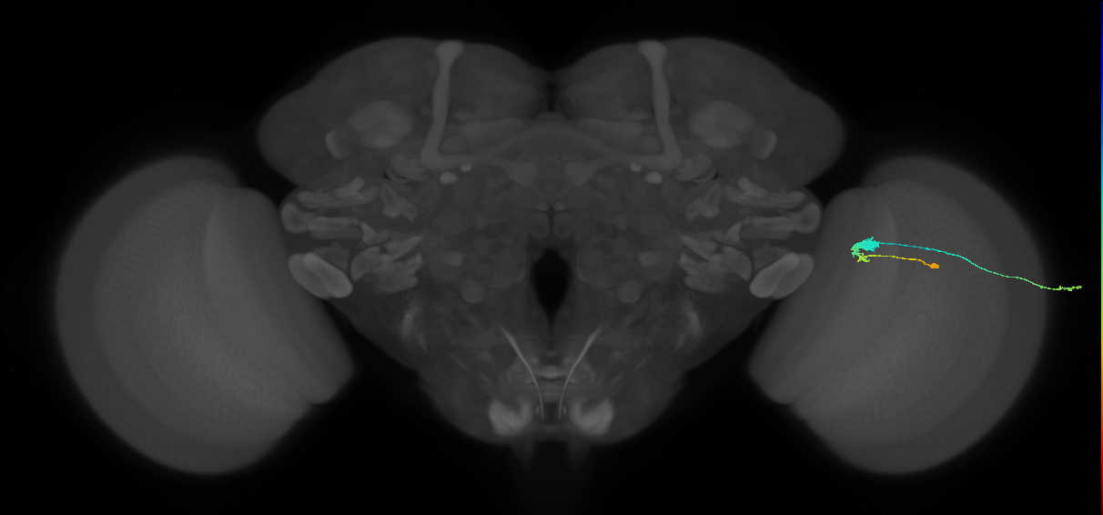 C3_R (MaleCNS:54131)