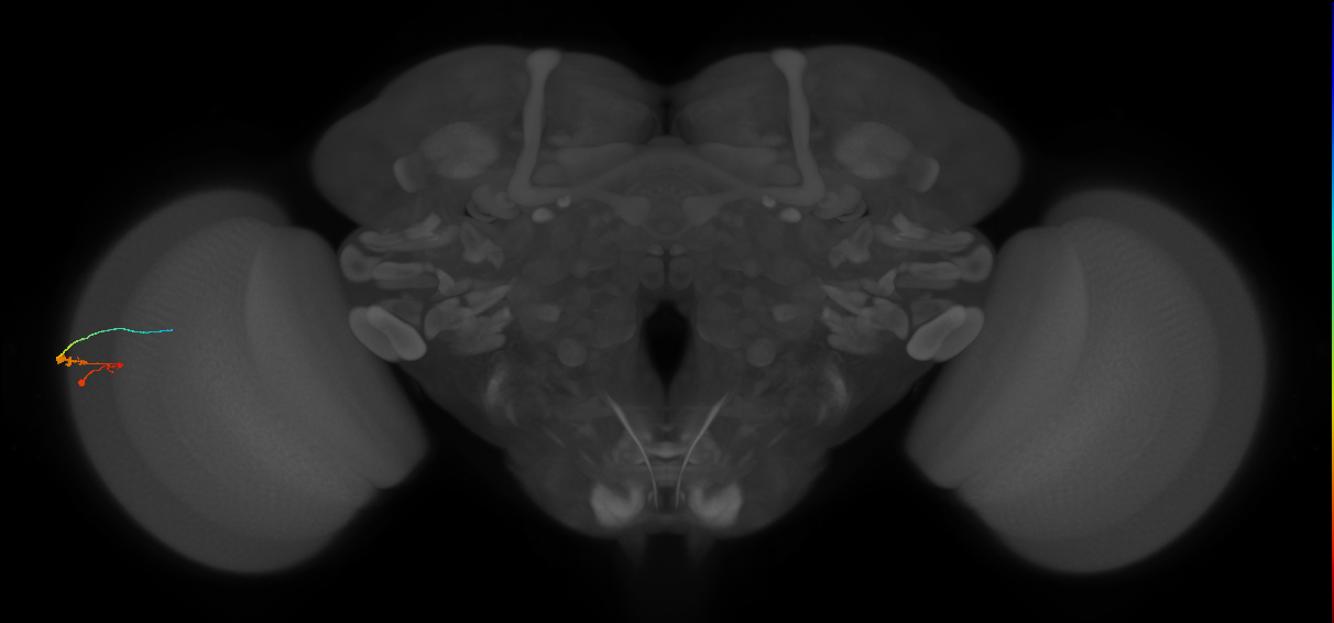 C3_L (MaleCNS:104611)