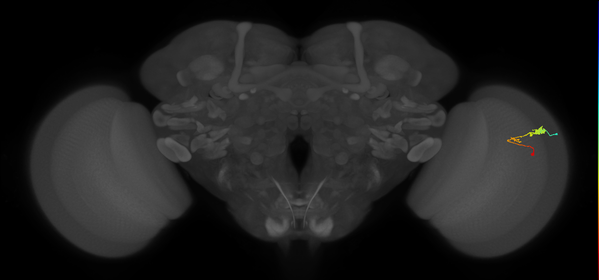 C3_R (MaleCNS:59484)