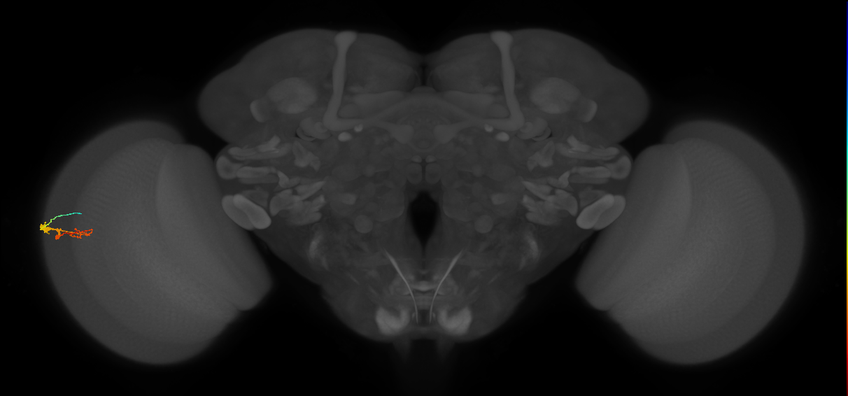C3_L (MaleCNS:544489)