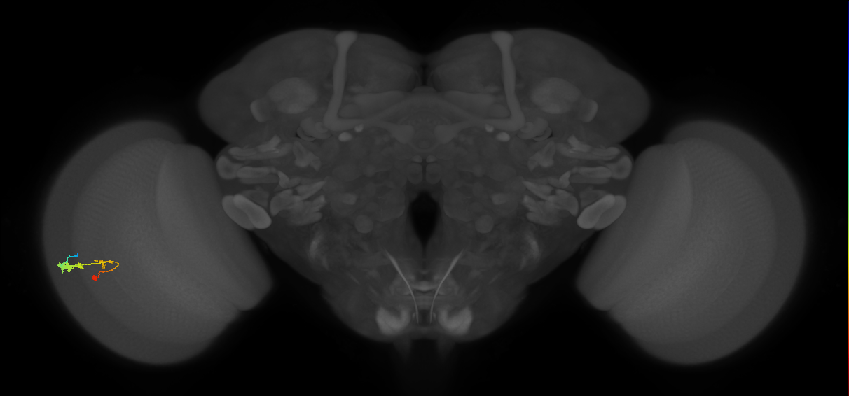C3_L (MaleCNS:58371)