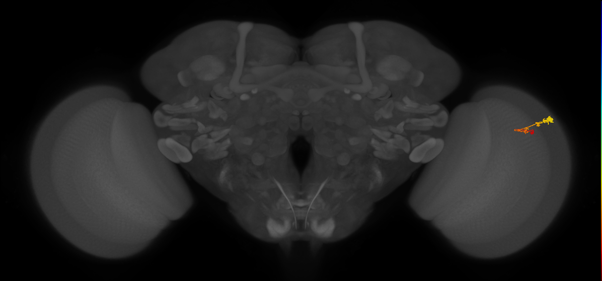 C3_R (MaleCNS:64926)