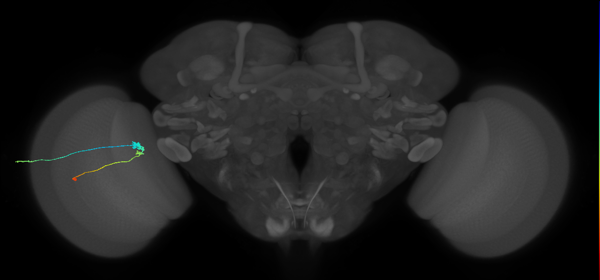 C3_L (MaleCNS:513322)