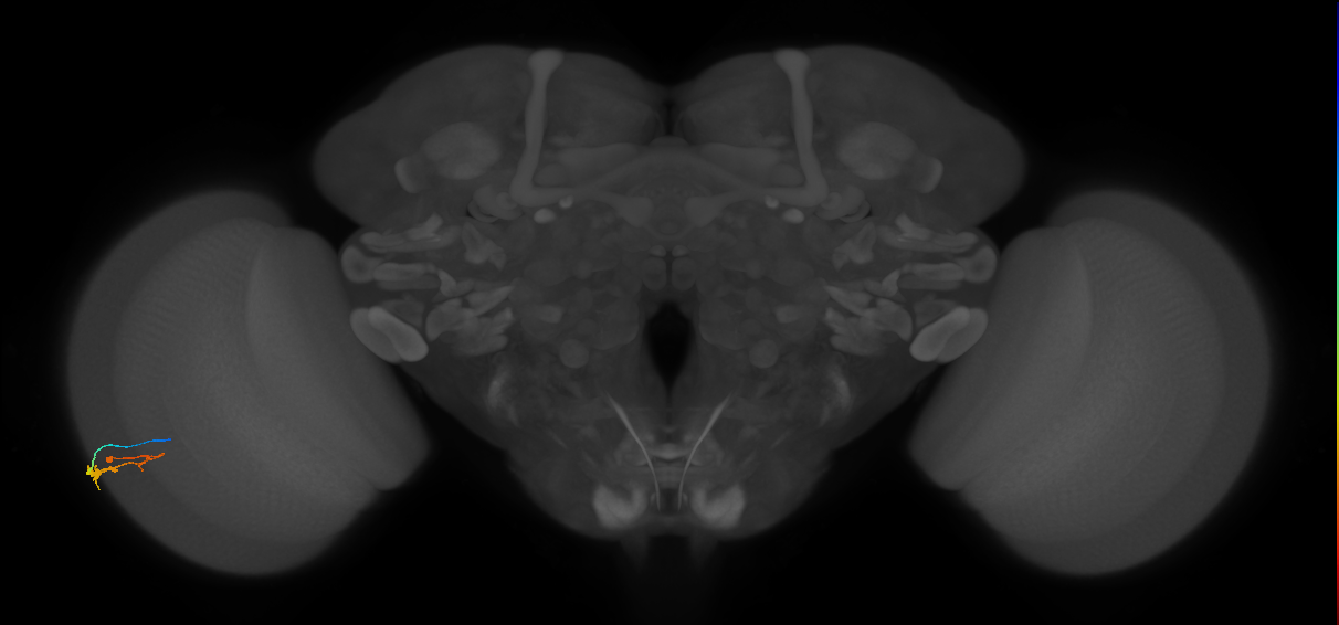 C3_L (MaleCNS:141466)