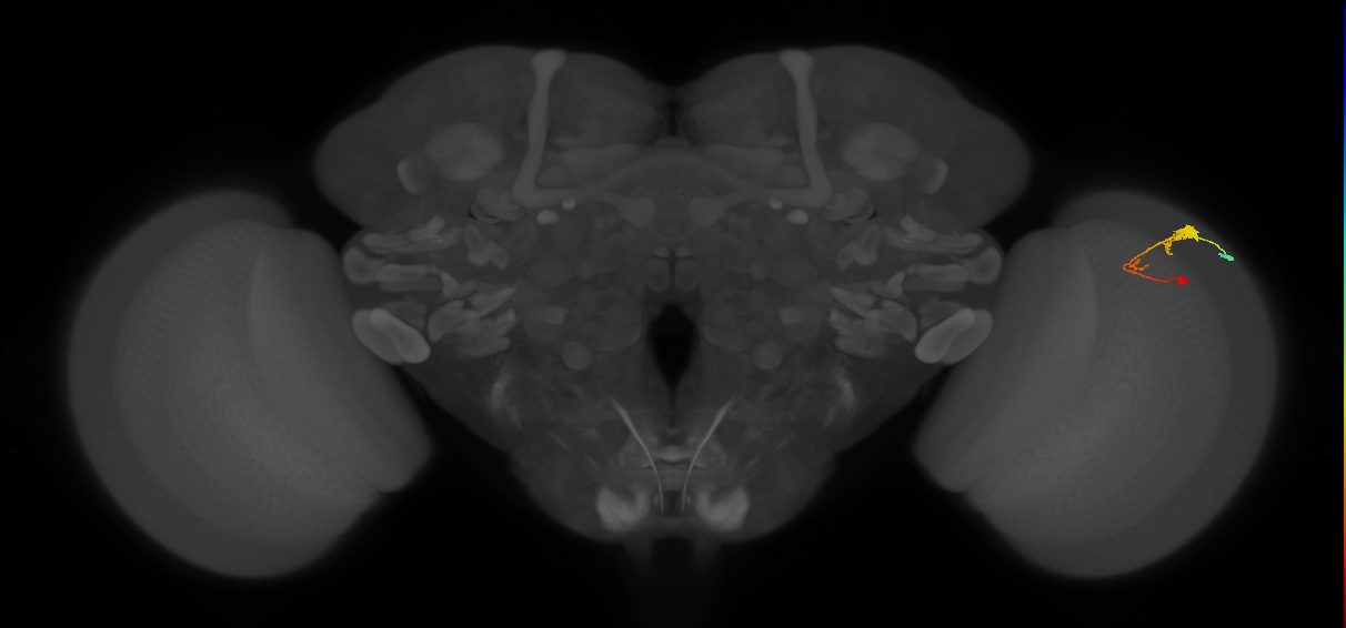 C3_R (MaleCNS:55835)