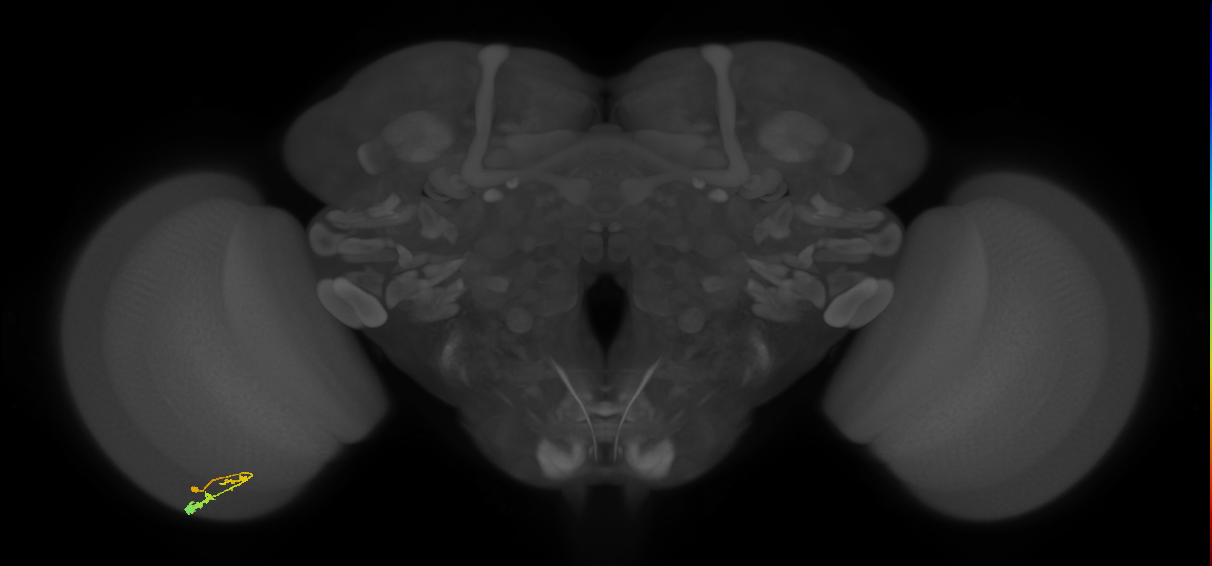 C3_L (MaleCNS:72322)