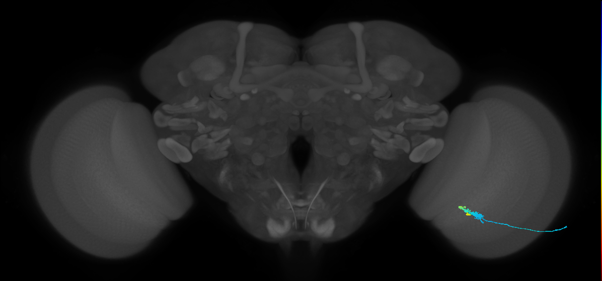 C3_R (MaleCNS:77511)