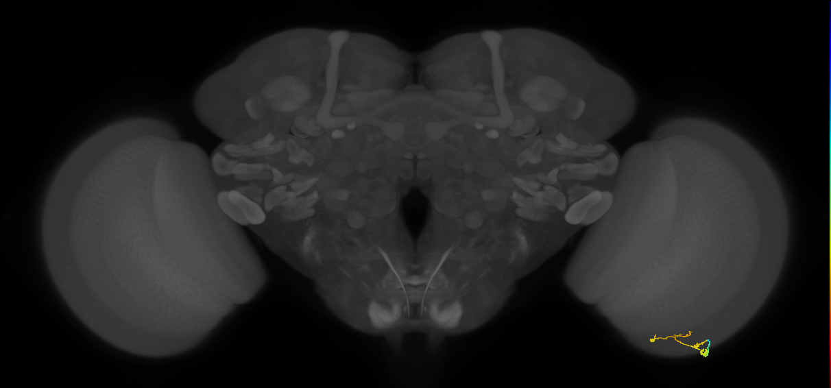 C3_R (MaleCNS:108076)