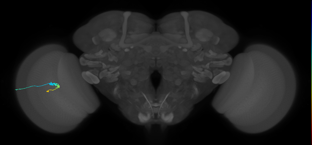 C3_L (MaleCNS:190690)
