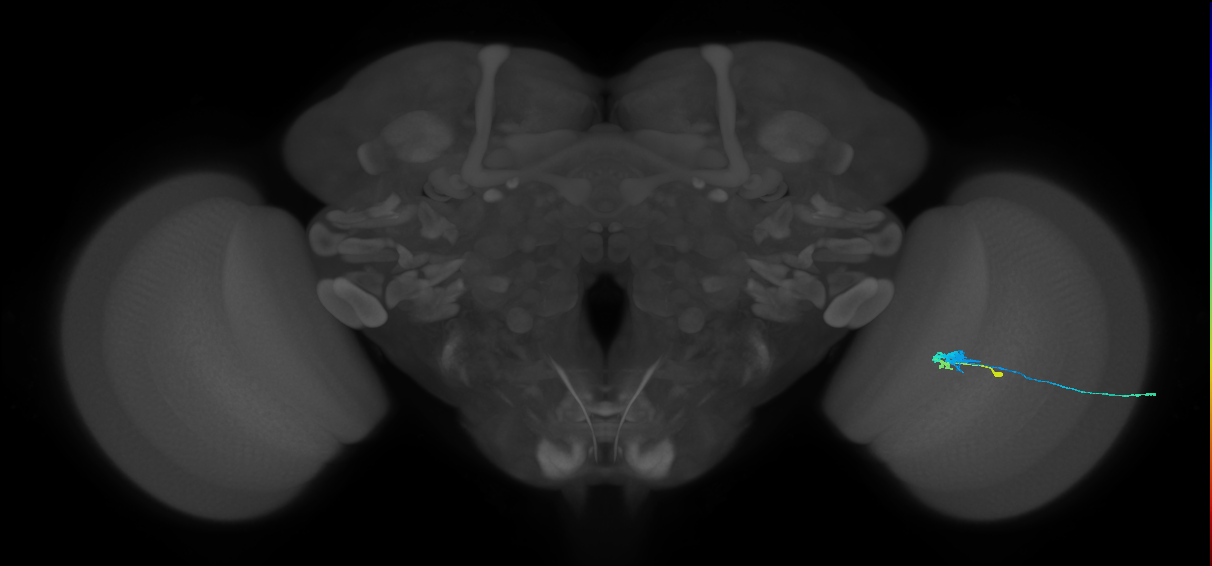 C3_R (MaleCNS:56273)