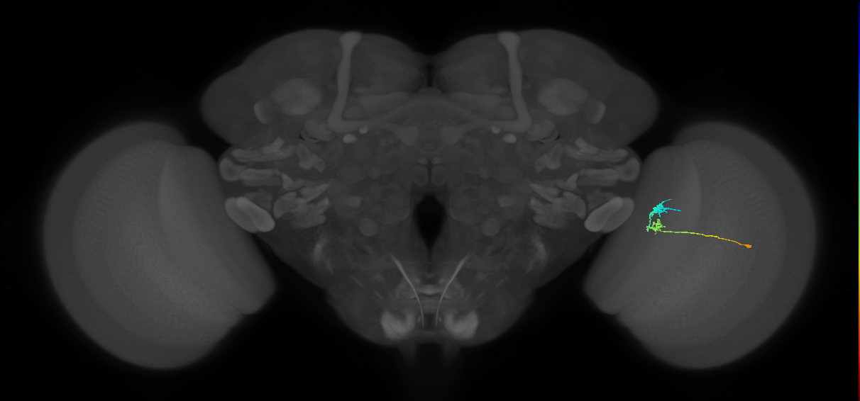 C3_R (MaleCNS:80770)