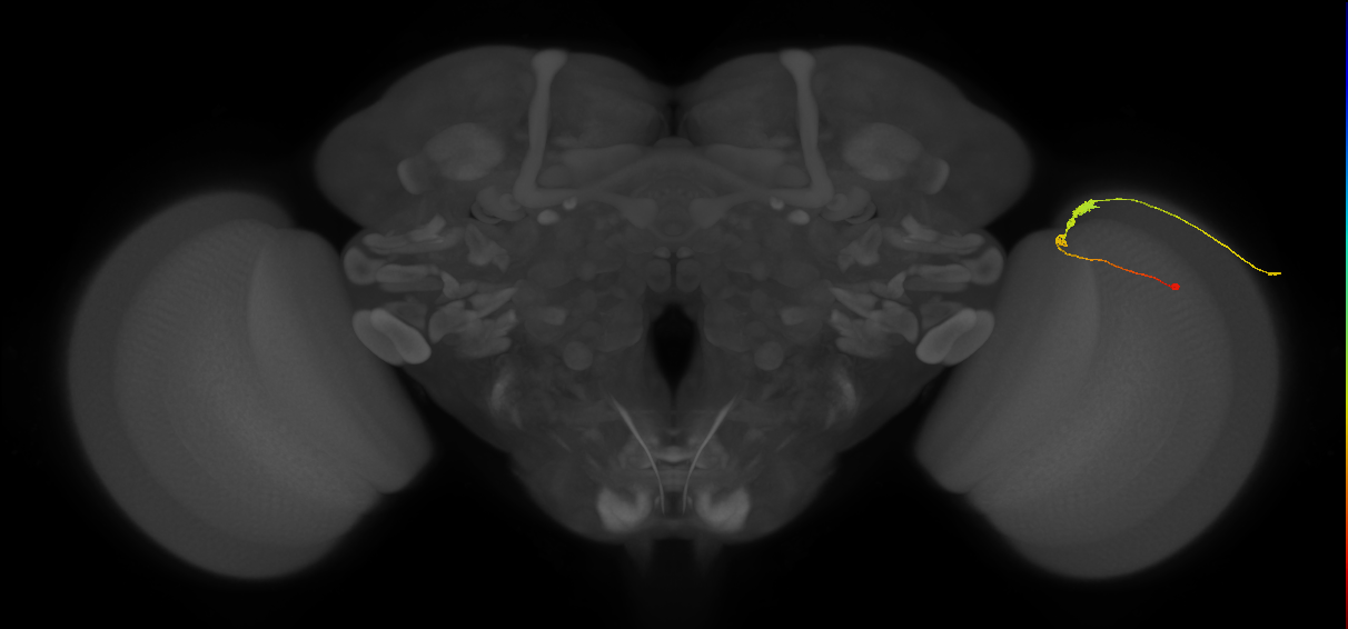 C3_R (MaleCNS:78249)