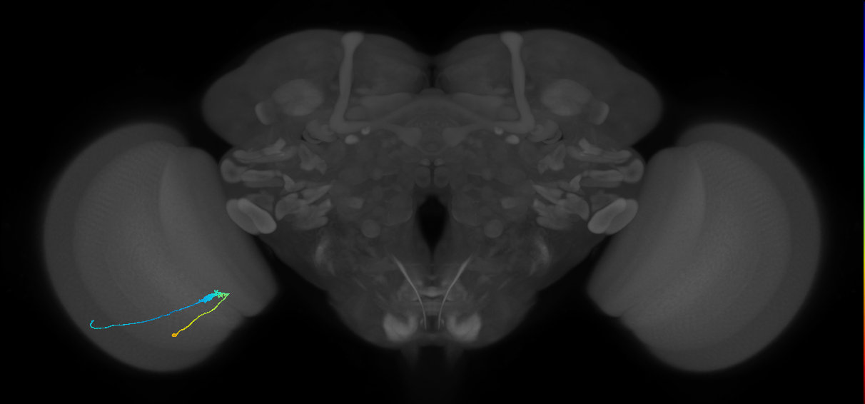 C3_L (MaleCNS:75924)