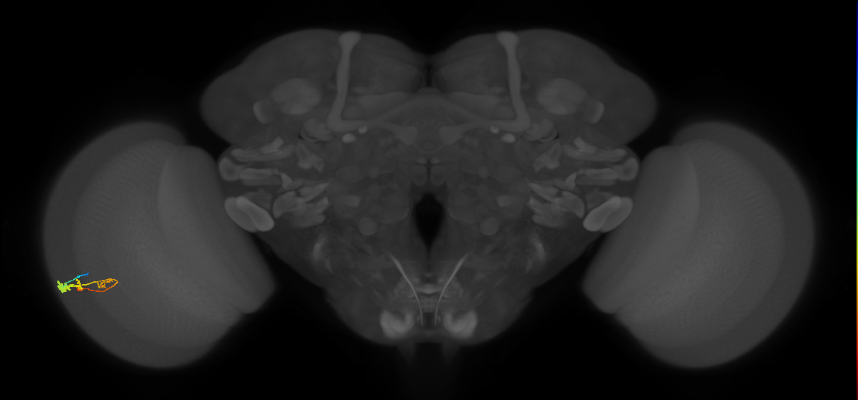 C3_L (MaleCNS:50987)