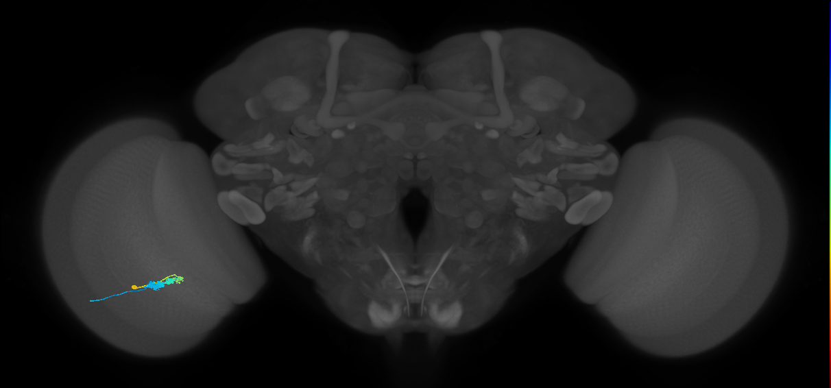 C3_L (MaleCNS:54470)